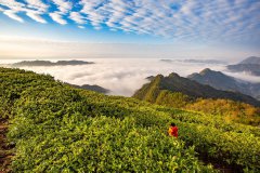 希望让传统黑茶以更加接地气的方式进入年轻人