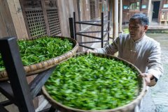 <b>承载千多年历史的南路边茶制作技艺和蒙山茶制</b>