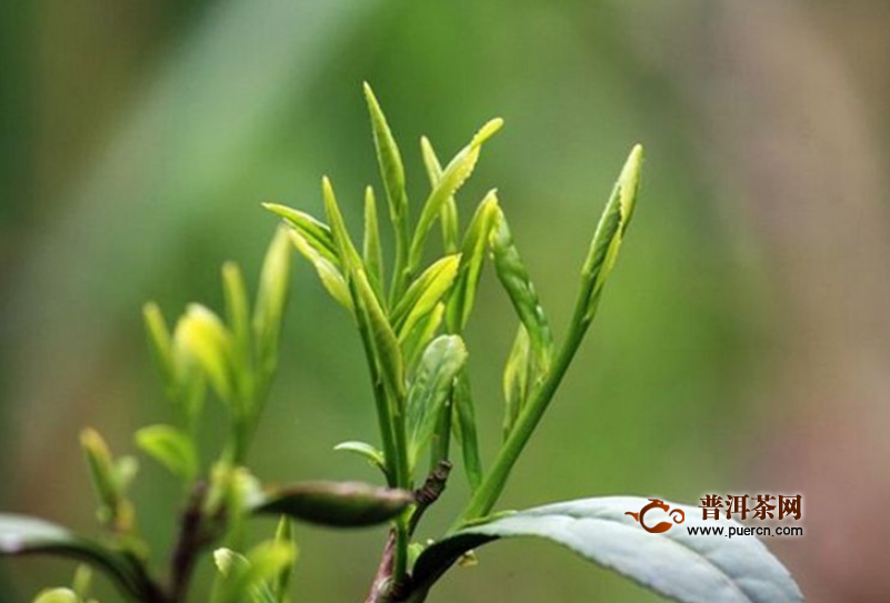 班玛藏茶的功效，班玛藏茶的营养价值